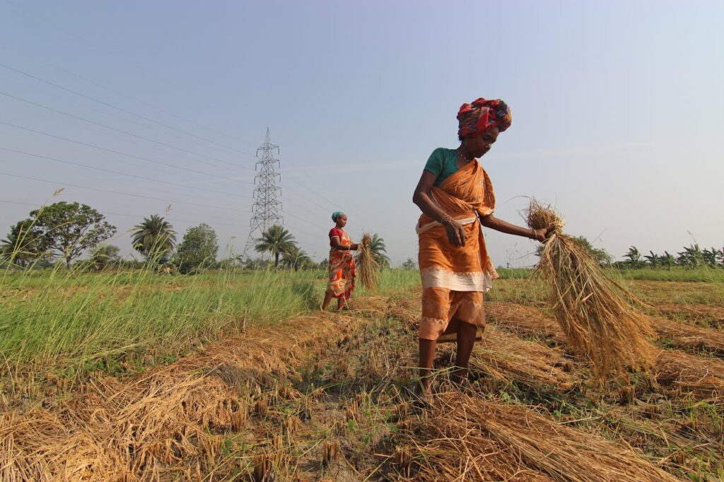 Women Working on a Paddy Field